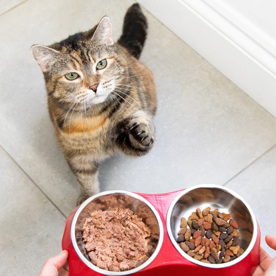 Cat Litter Odor Lock Strong Dust-Free Clump High-Quality Bentonite Cat Litter