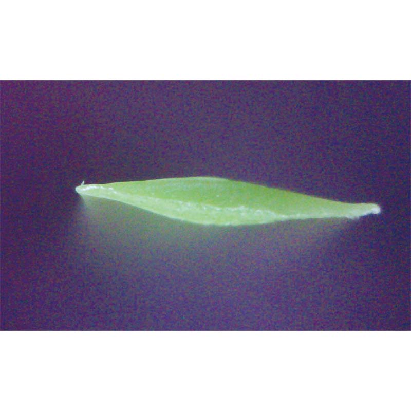 SYNTHETIC GRASS FOR TENNIS, MT-FIBRILLATED GRASS