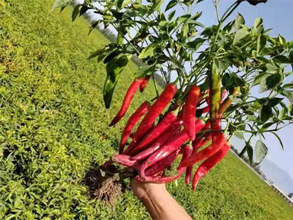 Read More About cayenne pepper pods