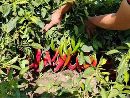 Read More About dried chili pods