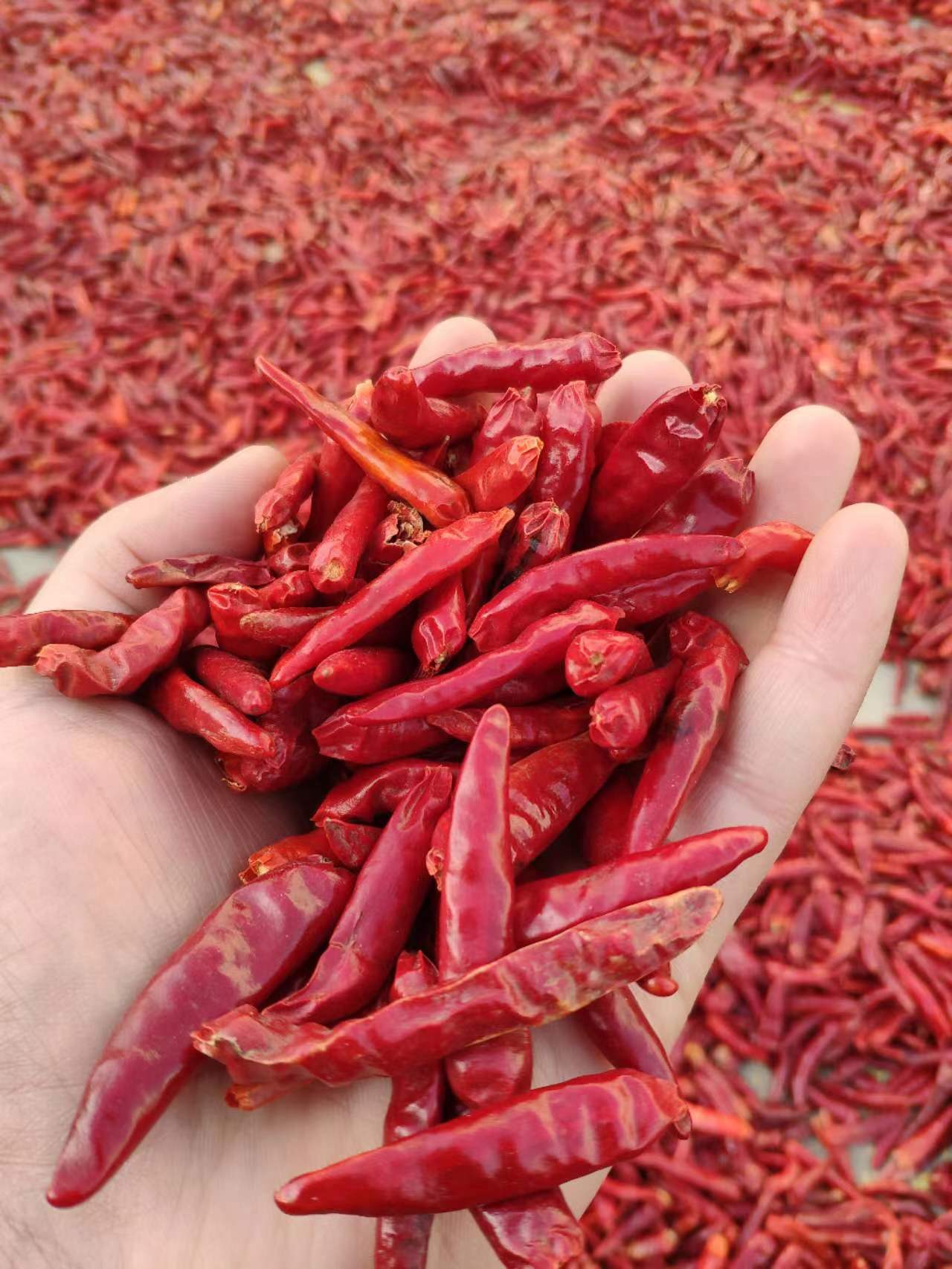 Read More About round dried chilli
