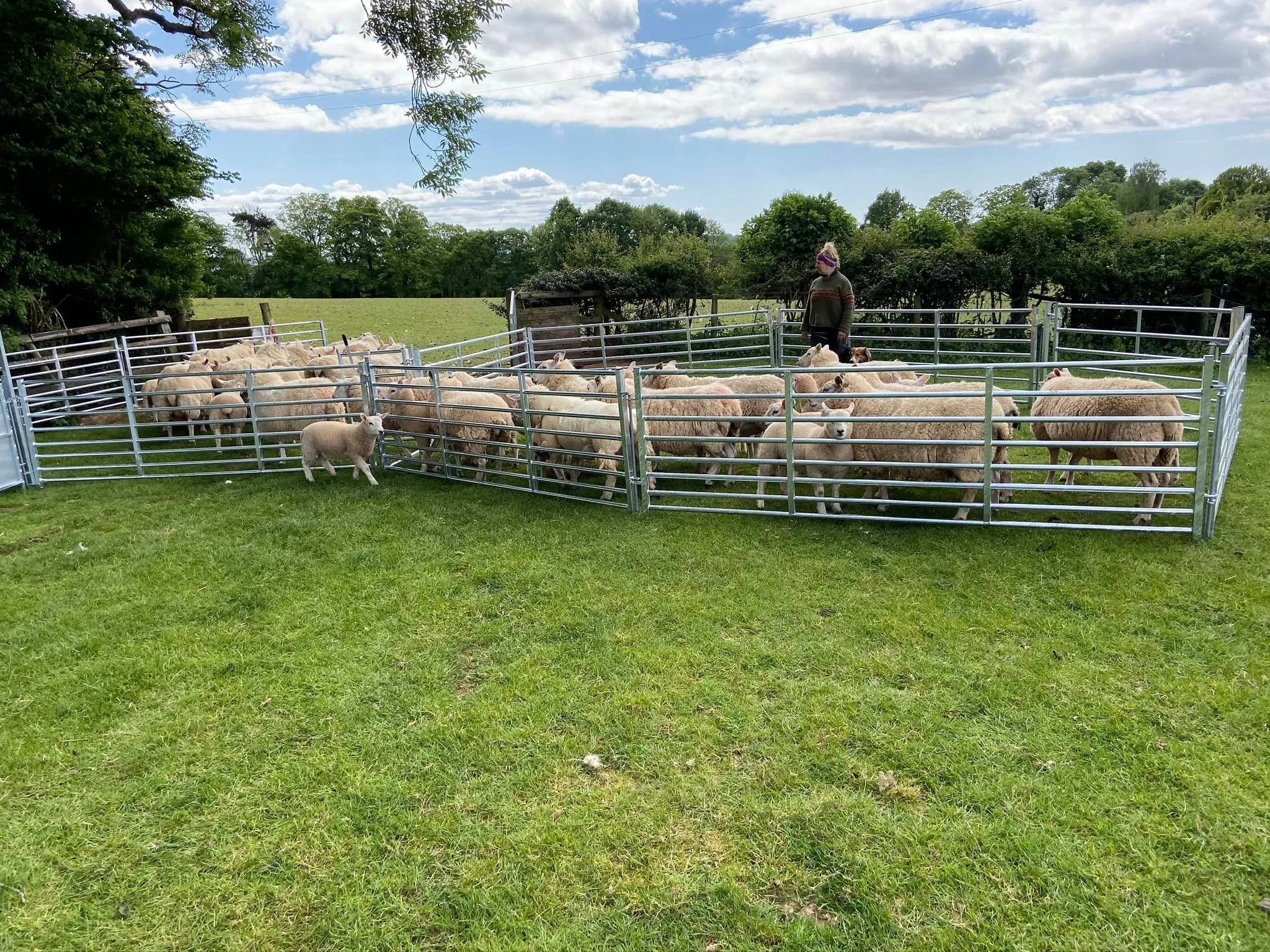 Read More About galvanised sheep hurdles