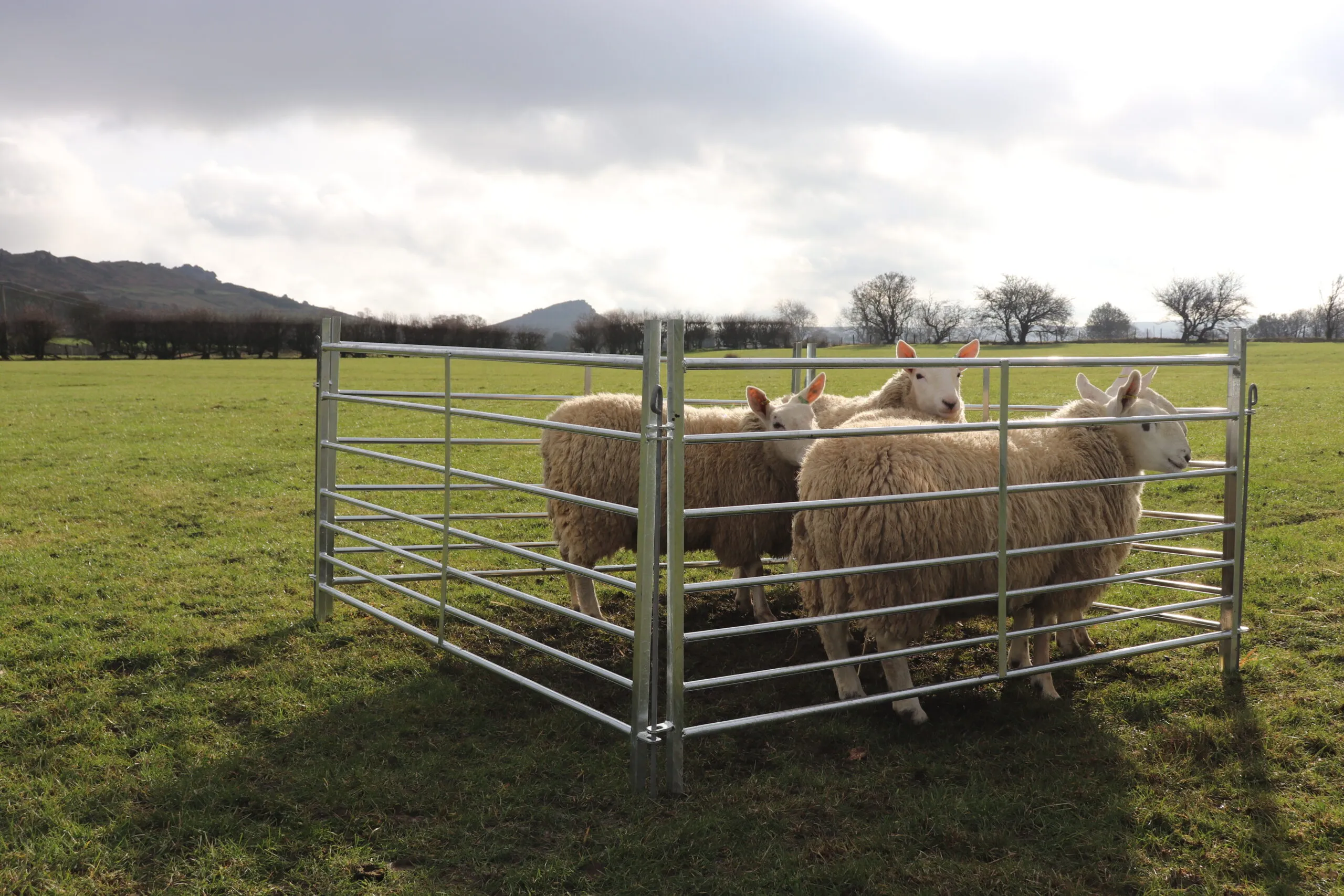 Read More About sheep hurdle