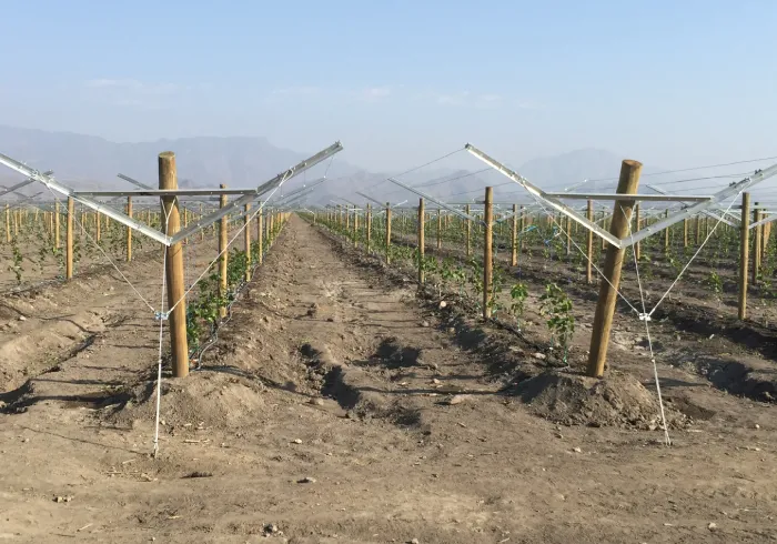 Read More About gable trellis