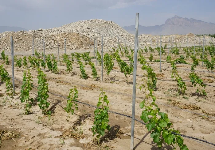 Read More About galvanised steel vineyard posts