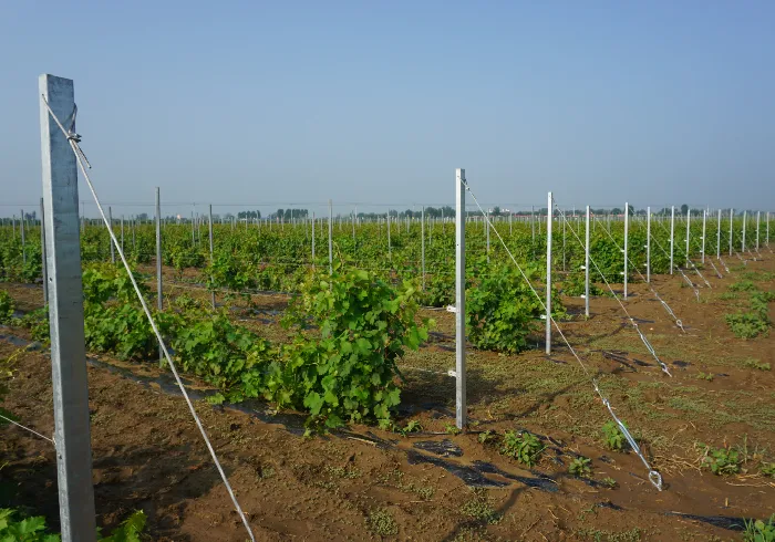 Read More About galvanised steel vineyard posts