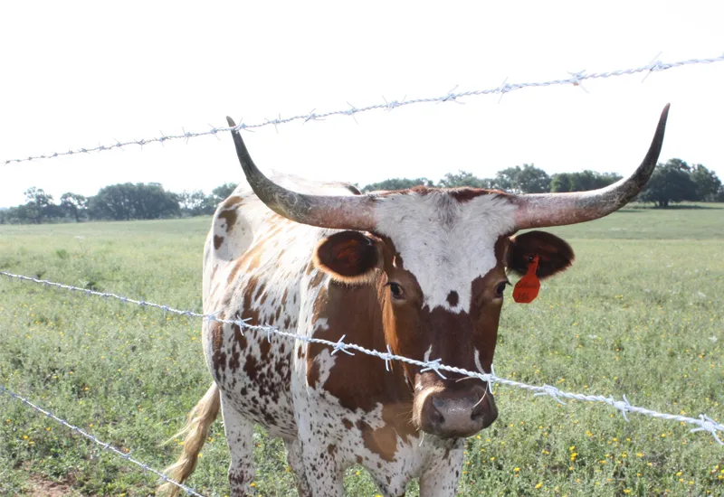 Read More About barbed wire fencing cost per kg