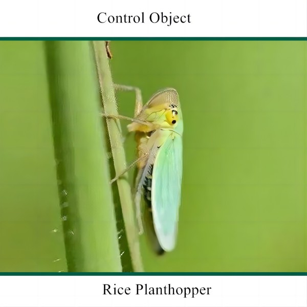 chlorpyrifos insecticide