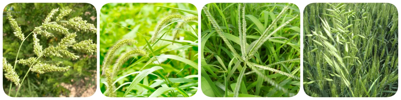 Read More About herbicide