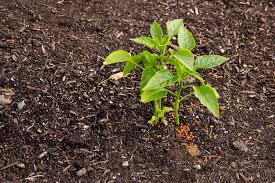 Unveiling the Impact of Chemical Fertilizers on Soil Health: A Comprehensive Guide