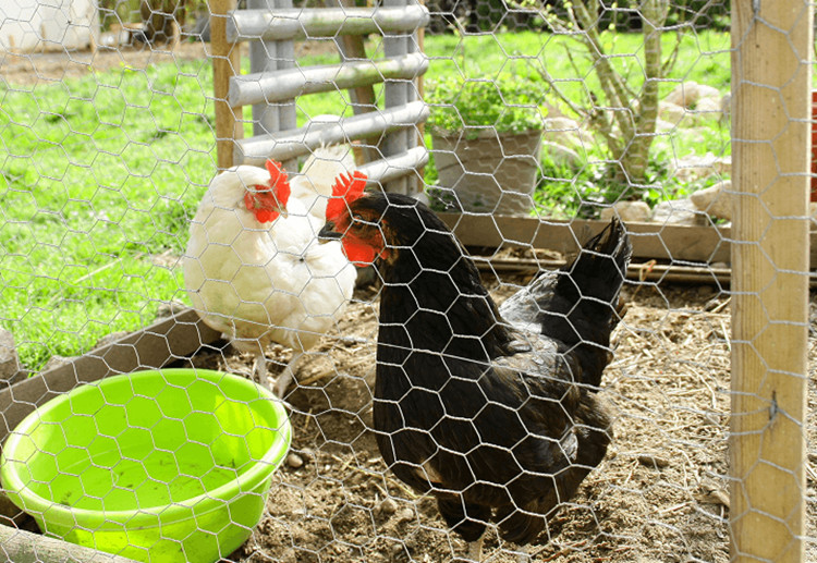 chicken wire