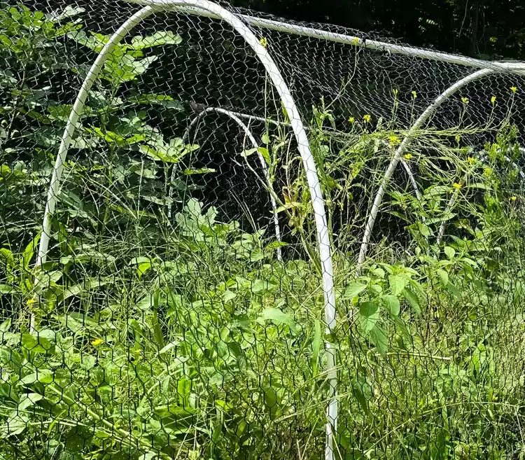 hexagonal chicken wire fence