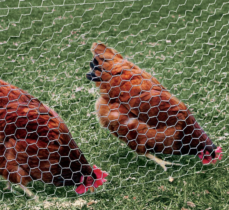 hexagonal chicken wire fencing