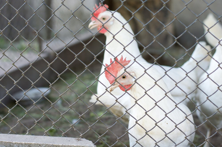 diamond chain link wire mesh for-a-chicken-wire-fence