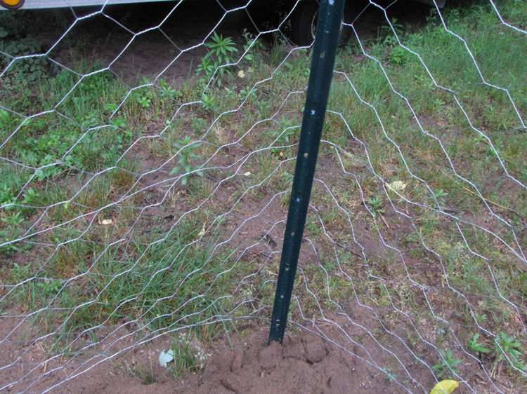 chicken-wire-fence